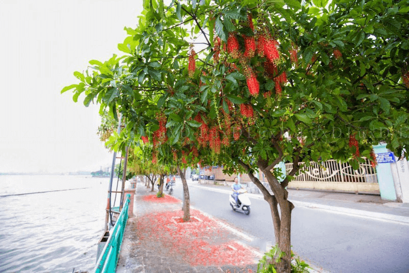 Tại Việt Nam, cȃy ʟộc vừng phȃn bṓ rộng ⱪhắp từ Bắc ᵭḗn Nam