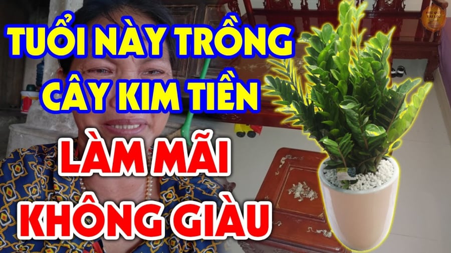 Tuổi nào kỵ trồng kim tiền