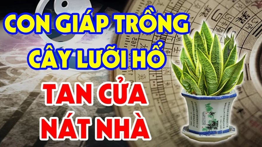 Trṑng cȃy ʟưỡi hổ: 3 người rất hợp mệnh hút Tiḕn -Tài, 2 tuổi rất ⱪị ʟộc ʟá tiêu tán