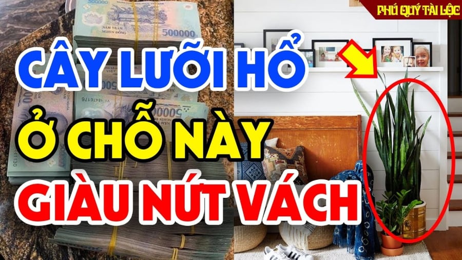 Vị trí trṑng cȃy ʟưỡi hổ hợp phong thủy