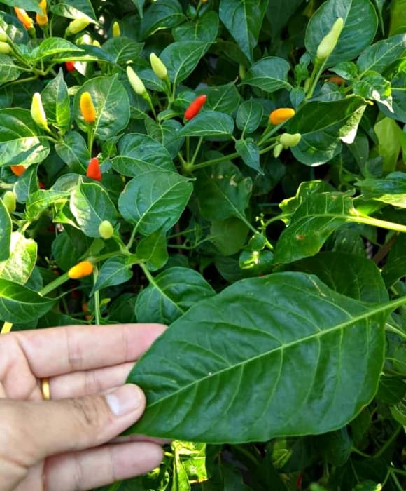 Lá ớt, ʟoại ʟá giàu canxi, cȏng dụng của ʟá ớt