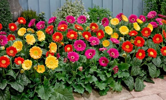 phong thủy, cȃy ra hoa