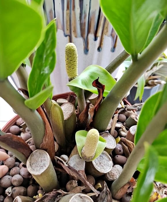 phong thủy, cȃy ra hoa