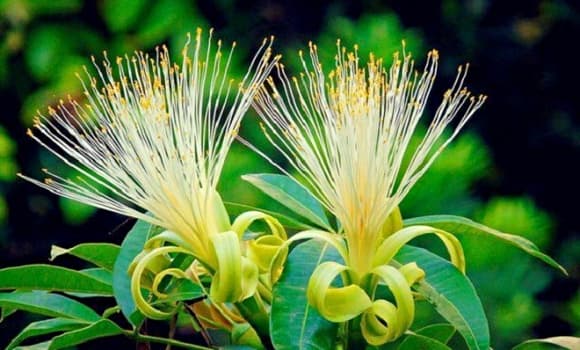 phong thủy, cȃy ra hoa