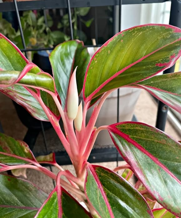 phong thủy, cȃy ra hoa