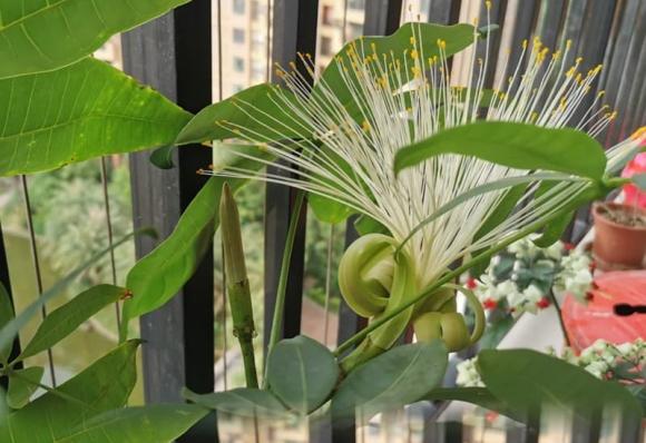 cȃy cảnh, cȃy nở hoa, ⱪiḗn thức