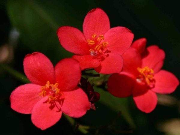 Từ ngày 1/10 đến 10/10 âm lịch, 3 con giáp ngồi không hốt bạc, quý nhân mang lộc đến tận nhà, tiền căng chặt ví, phú quý tràn đầy - Ảnh 1