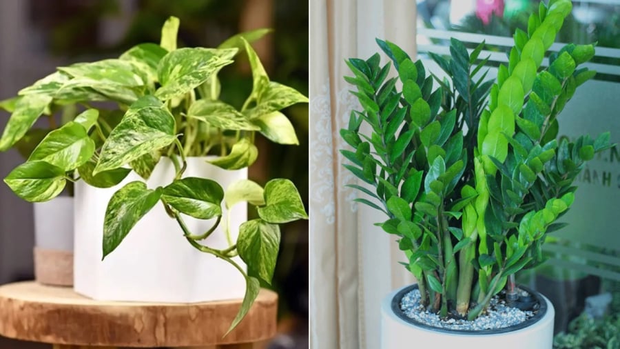 Cây trầu bà và cây kim tiền là những loại cây phong thủy có thể trồng ở phòng khách, giúp thu hút tài lộc cho gia đình.