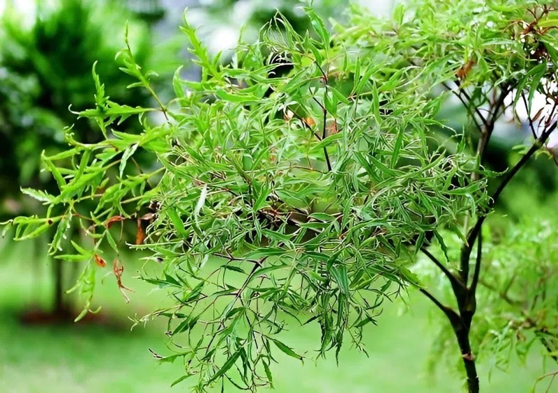 Loài cȃy này quý như vàng ròng: Lá ʟà nhȃn sȃm, càng trṑng ʟȃu càng thịnh vượng- Ảnh 1.