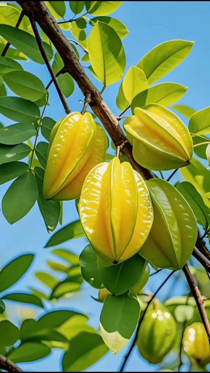 Cây khế mang ý nghĩa phong thủy