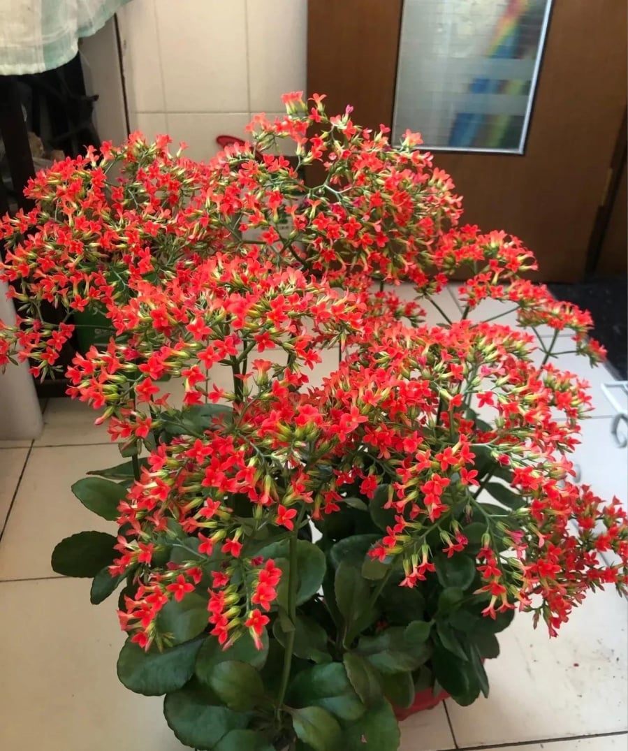 Cây sống đời đuôi phượng còn được ví như “phượng hoàng hồi sinh”, bởi khi bước vào mùa xuân, cây bung nở dày đặc, rực rỡ như sải cánh của loài chim mang điềm lành trong truyền thuyết