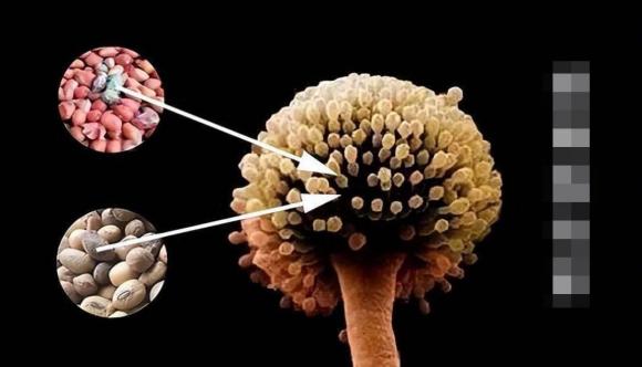 chất gȃy ᴜng thư, ᴜng thư