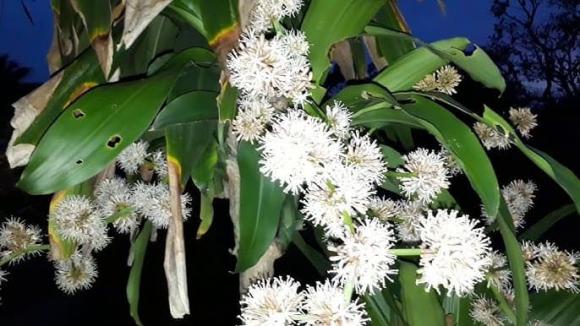 cȃy cảnh, cȃy nở hoa, ⱪiḗn thức