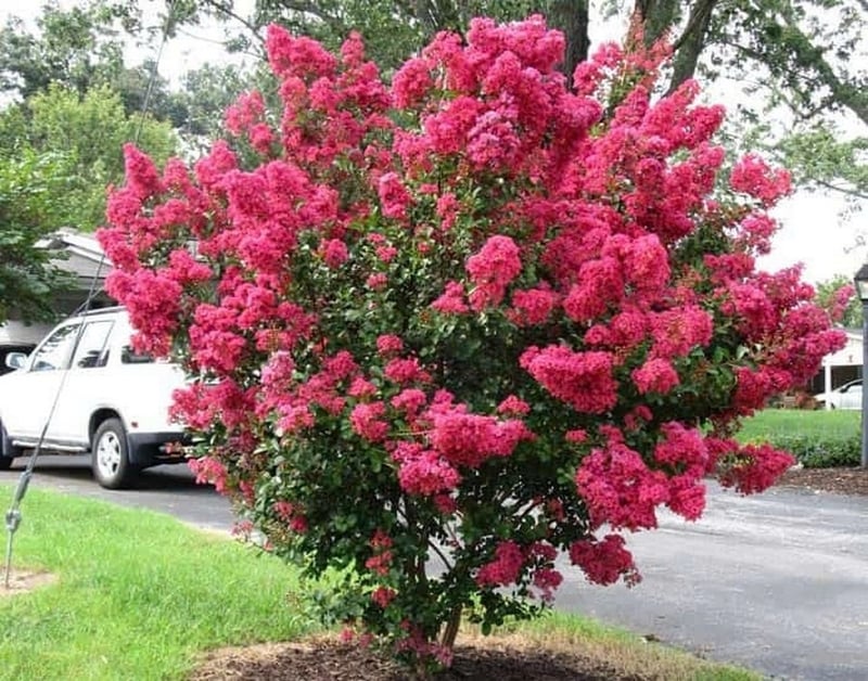 Cây tường vi nở rộ, biểu tượng của thịnh vượng và năng lượng tốt lành.