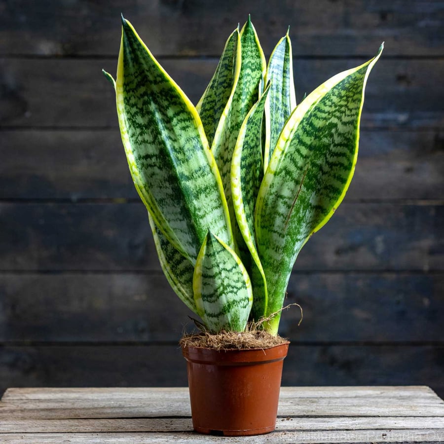 Trong phong thủy dân gian, cây Lưỡi Hổ (tên khoa học Sansevieria trifasciata) được mệnh danh là “thần hộ mệnh” của tài vận và sức khỏe