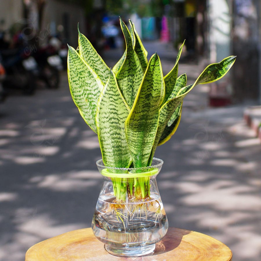 Người mệnh Hỏa hoặc mệnh Thổ rất hợp cây lưỡi hổ