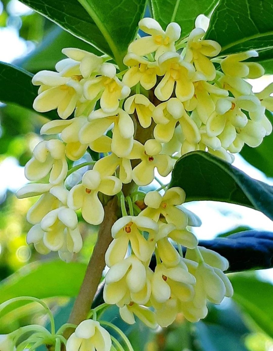 Hoa mộc hương thơm ngát và còn trị giá cao