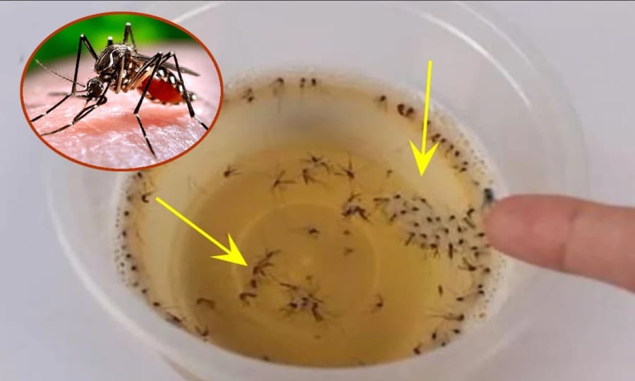 Muỗi sợ nhất bát nước này, ᵭặt trong nhà muỗi nhiḕu mấy cũng ᵭi hḗt, yên tȃm mà ngủ