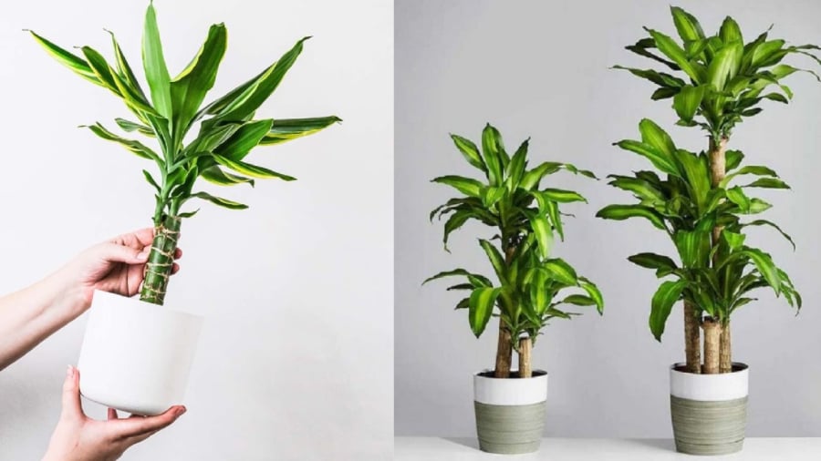 Cây thiết mộc lan có ý nghĩa tốt trong phong thủy.