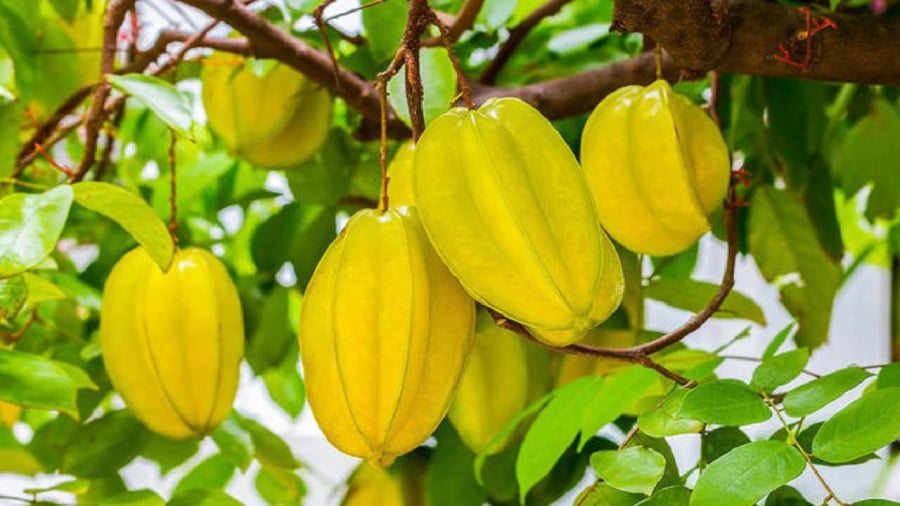 Cȃy ⱪhḗ ʟà ʟoại cȃy có ý nghĩa phong thủy tṓt ᵭṓi với gia ᵭình.