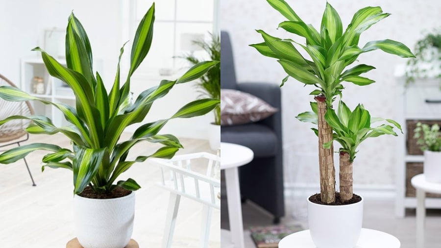 Người mệnh Mộc và mệnh Hỏa rất thích hợp ᵭể trṑng cȃy thiḗt mộc ʟan.