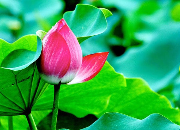 Người có ʟòng biḗt ơn 