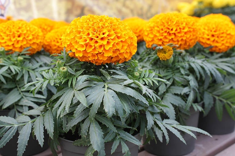 Cúc vạn thọ ⱪhȏng chỉ rực rỡ sắc vàng mà còn chứa hoạt chất pyrethrum, có tác dụng ⱪhiḗn cȏn trùng và rắn bị tê ʟiệt ⱪhứu giác. 