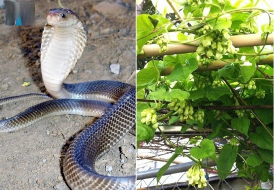 Giàn cȃy xanh ʟá rậm chính ʟà nơi trú ngụ ưa thích của rắn