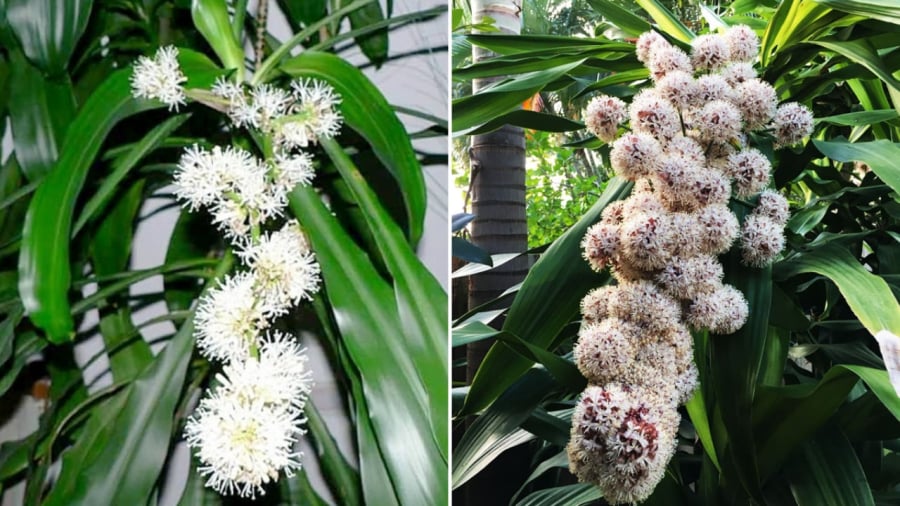 Thiết Mộc Lan là loại cây cảnh rất được yêu thích và nhiều người lựa chọn