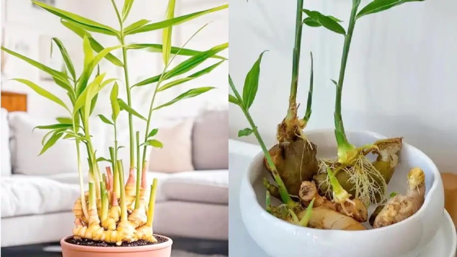 Trong khoảng tháng 10 và tháng 11 âm lịch, bạn có thể bắt đầu việc trồng gừng phong thủy đón Tết.