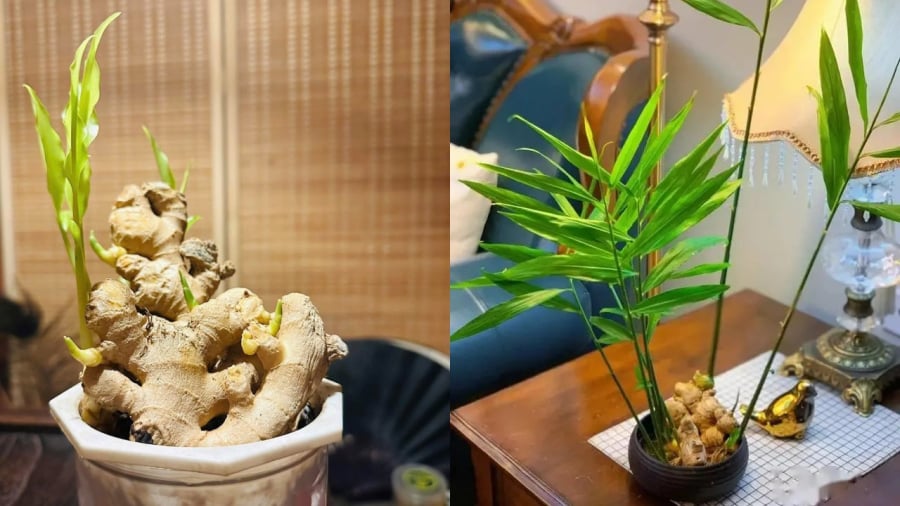 Cách trồng gừng phong thủy không khó.