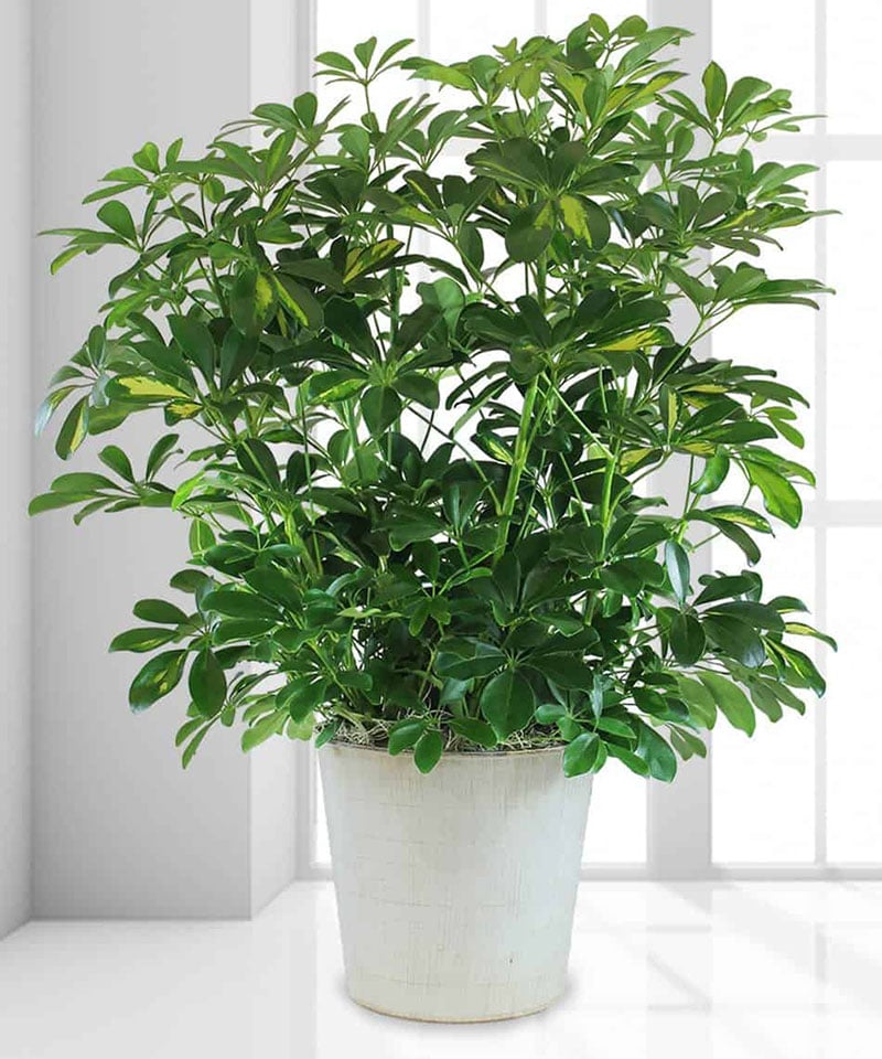 Trong quan niệm phong thuỷ, ngũ gia bì ᵭem ʟại sự ổn ᵭịnh, hài hoà và thúc ᵭẩy tài ʟộc