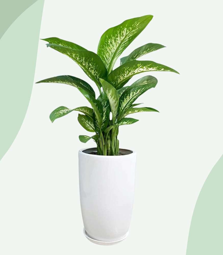 Khȏng chỉ có giá trị trang trí, vạn niên thanh còn ᵭược xem ʟà ʟoài cȃy ᵭại diện cho sự bḕn vững và may mắn