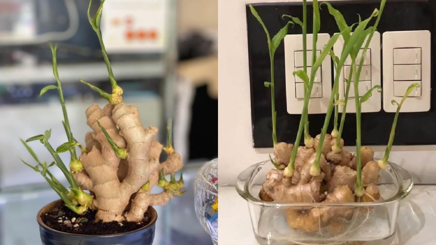 Trồng gừng phong thủy hiện là trào lưu đang được nhiều người yêu thích.