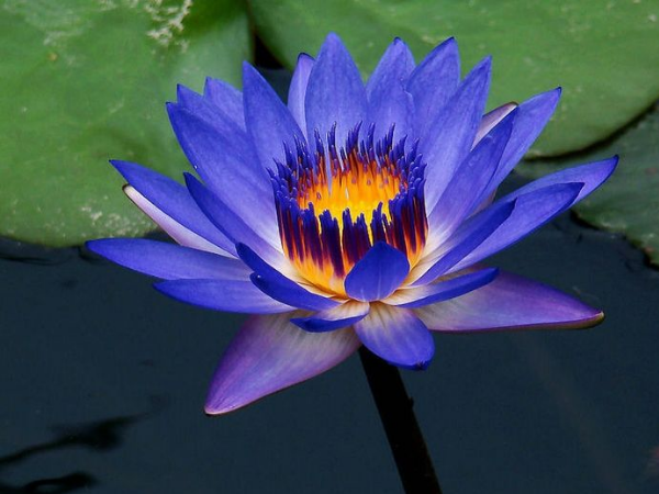 Qua đêm nay, 3 con giáp Mẹ Quan Âm che chở, Thần Tài nắm tay, thăng hoa sự nghiệp, mua nhà trong tích tắc, giàu lên nhanh chóng - Ảnh 1