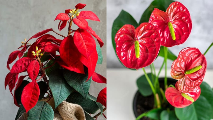 Các loại cây màu đỏ nên đặt ở hướng Nam để thu hút tài lộc.