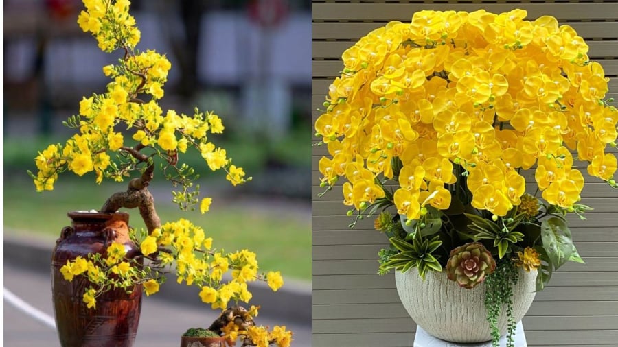 Phía Tây và Tây Bắc là khu vực nên trồng các loại cây màu vàng.