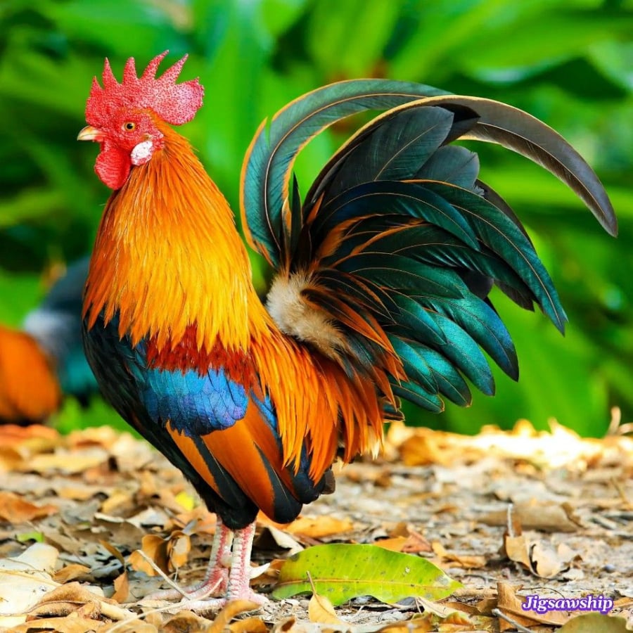 Quý nhân có thể xuất hiện giúp Dậu có thêm những nguồn thu